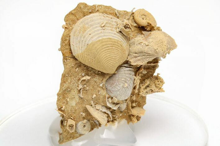 Miniature Fossil Cluster (Ammonites, Brachiopods) - France #212424